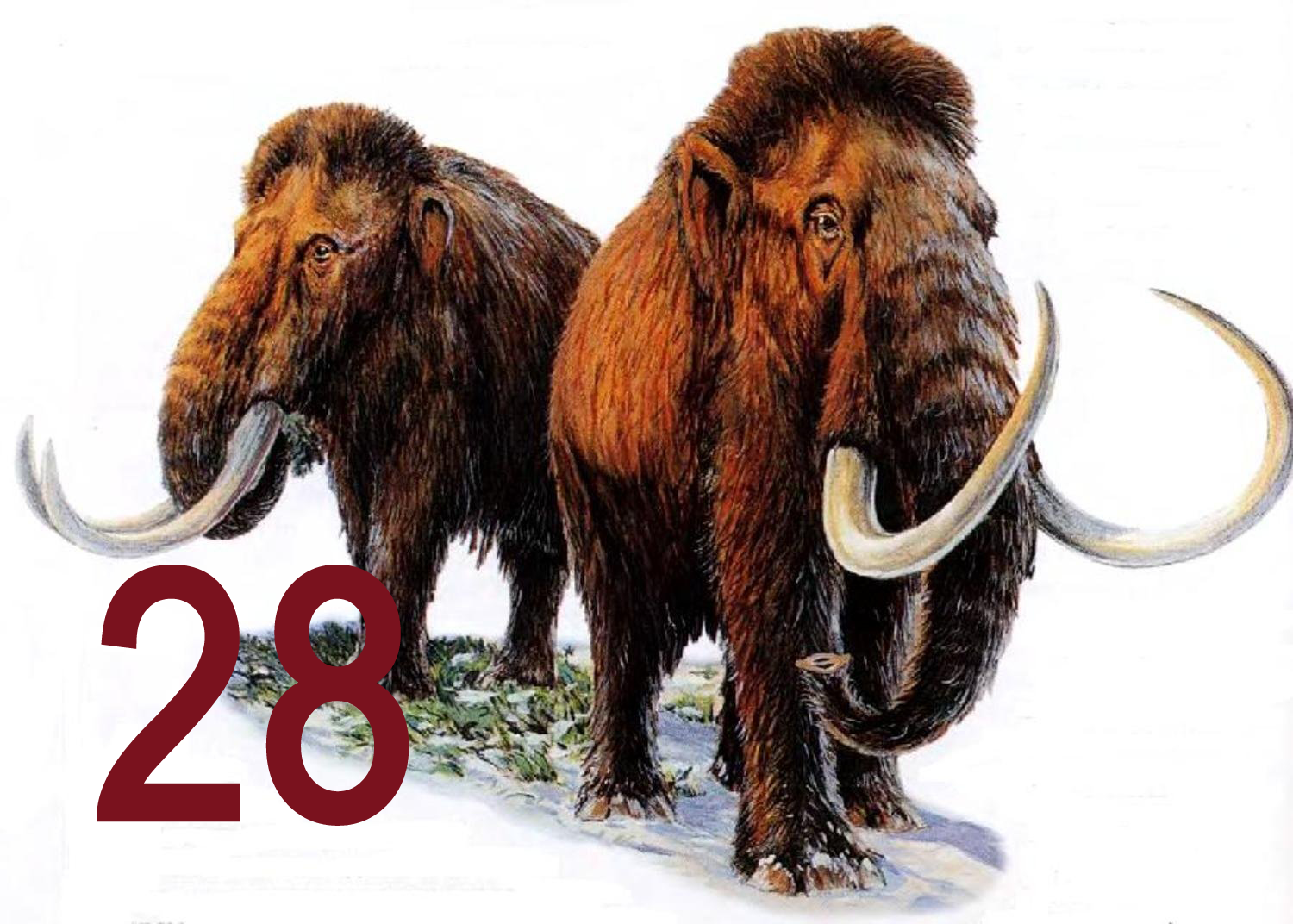 28 - Мамонты подкинули рекорд